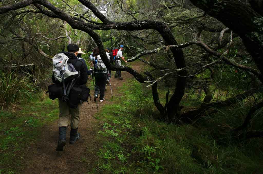 4 Day Self Guided Walk: Apollo Bay to Milanesia Gate (62.5km) Departs Sunday